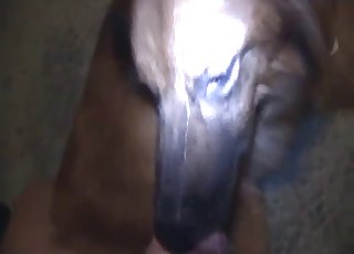 Close-ups in a hardcore zoo video