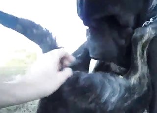 Dogs enjoying hot dog things