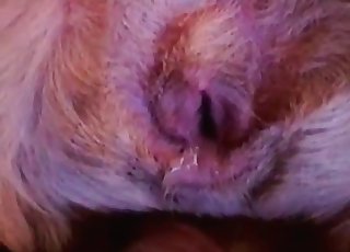 Dude shows his mutt's cute cooch