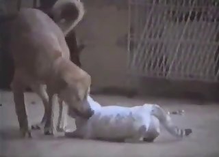 Cute kitty is gonna fuck a hot doggo