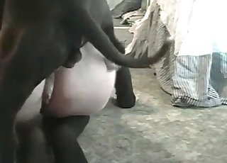 Black socks zoophile vs a black dog