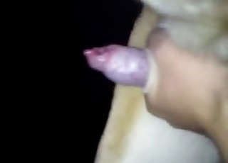 कुत्ते के गर्म वीर्य का क्लोज-अप प्रदर्शन