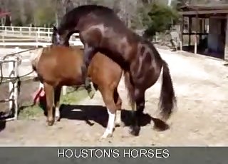 Two horses enjoying passionate sex