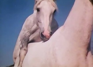 Two horses fucking passionately here