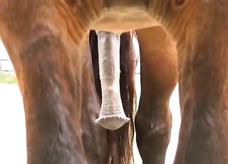 Sexy stallion and it's huge soft sausage