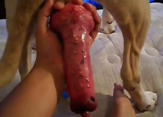 Meaty red boner of a sexy young dog
