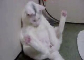 Pussy playing with its pussy