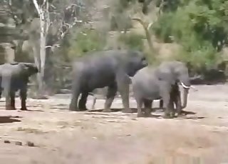 African elephants fucks in the desert
