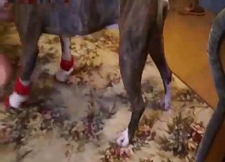 Cute dog licks her cunt in POV mode