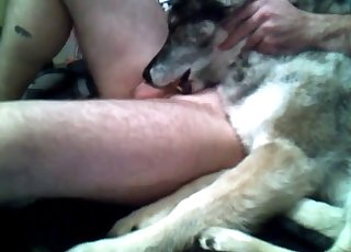 Dog eating my hard dick in bedroom