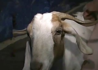 Goat is trying my loaded sausage