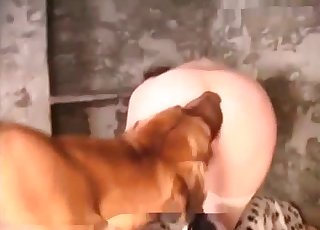 Masked chick knows how to suck a doggy