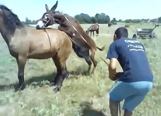 Stunning horses having amazing bestiality XXX