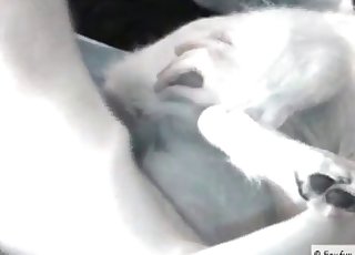 Anal sex for a kinky white dog