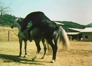 Sexy zoo vid with a hung horse