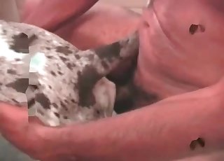 Ebony male is giving his doggy a perfect blowjob