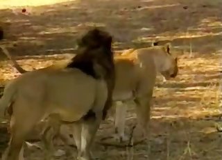 Incredible action with a young lion