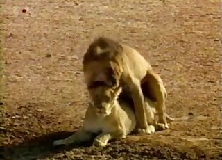 Incredible action with a young lion