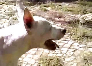 Very kinky small white dog here