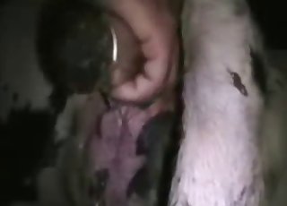 Passionate bestiality in the barn