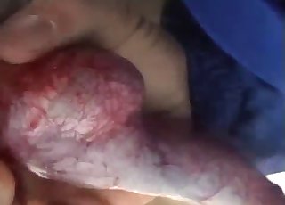 Talven eläimiin sekaantumista nautittavaksi