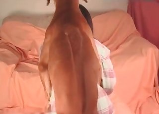 Perro lame un agujero antes de follarlo