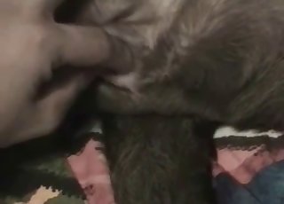 Playing with tight ass of a hot doggy