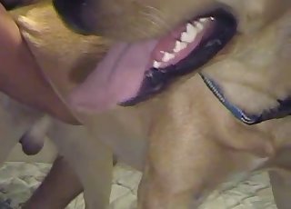 Sweet doggy penetrated hard in doggy pose