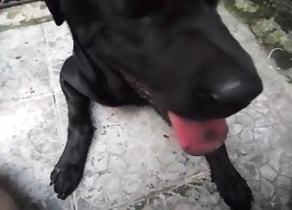 Black dog eating his succulent asshole