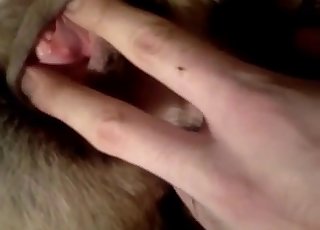 Cute doggy is enjoying nasty bestiality XXX