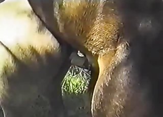 Wild horses have nice sex in the forest