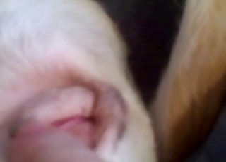 Playing with that delicious dog cunt