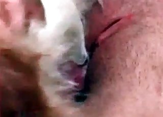 Red dog cock in a juicy wet pussy