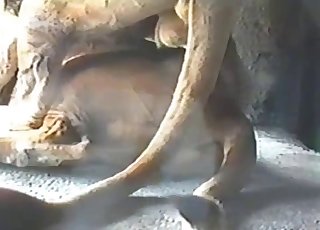 Close-up animal sex to blow your mind