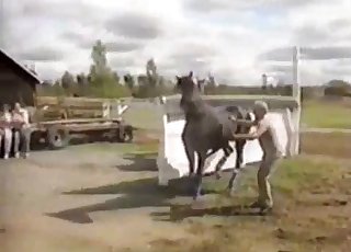 عمل عاطفي مع الخيول المثيرة