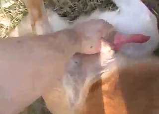 Perfect and perverted amateur bestiality XXX