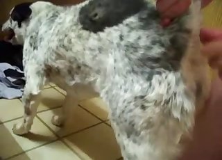 Fat dog fucked hard by a hung stud here