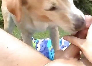 Милая собака лижет мой твердый член