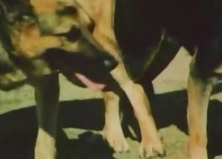 Beeindruckende Präsentation von sexy Hunden