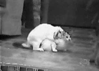 Cute kitty in amateur bestiality XXX session