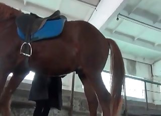 Beautiful brown horse in amazing bestiality