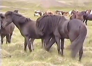 Wild black horses fuck on the field