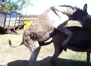 Let's see animals fucking each other