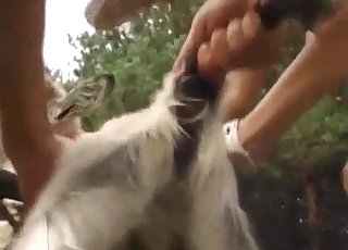 Nice white hound hard in doggy style