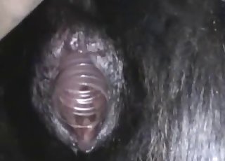 Exploring and probing animal pussy