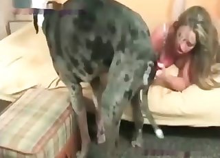Il cane è un po' confuso in questo