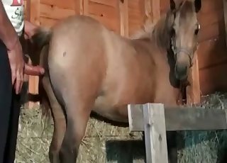 Horse Fucking Compilation