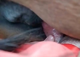 Sticking my dick in a tight horse anus