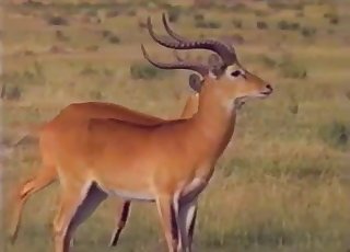 Wild animals having amazing sex on cam