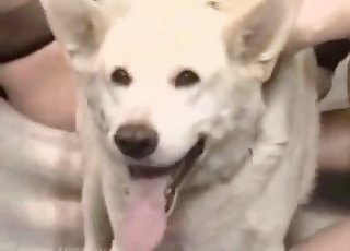 Awesome trained doggy and cute lady